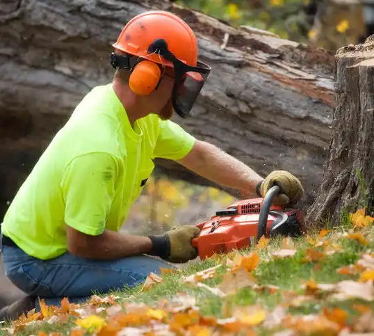 tree services Mount Savage